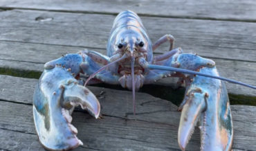 Lobsterman Catches ‘1-In-100-Million’ Cotton Candy Lobster