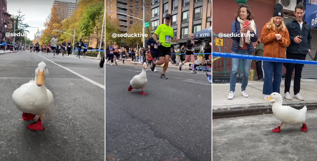 Video Of Wrinkle The Duck Running The NYC Marathon