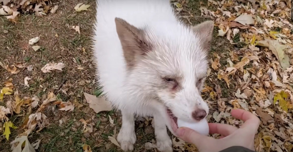 Woman Gives Rescue Foxes Raw Egg Treats