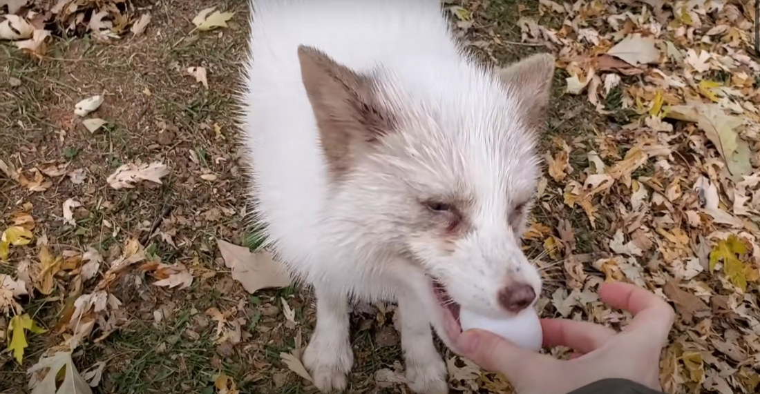 Woman Gives Rescue Foxes Raw Egg Treats