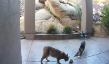 House Cat Refuses To Back Down From Bobcat That Came To Investigate Its Food