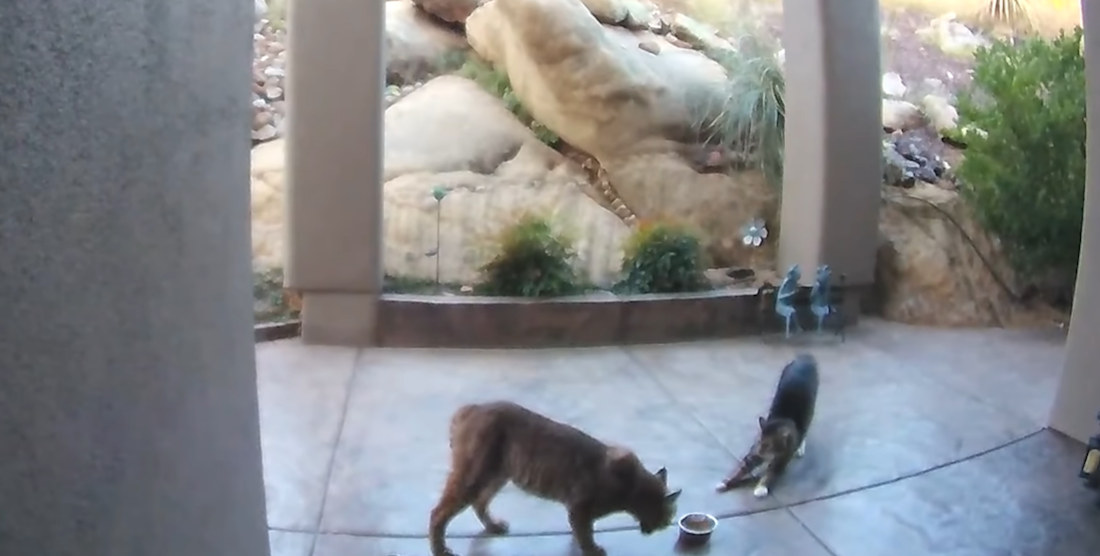 House Cat Refuses To Back Down From Bobcat That Came To Investigate Its Food
