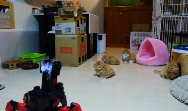Kittens Versus Hexapod Battle Robot