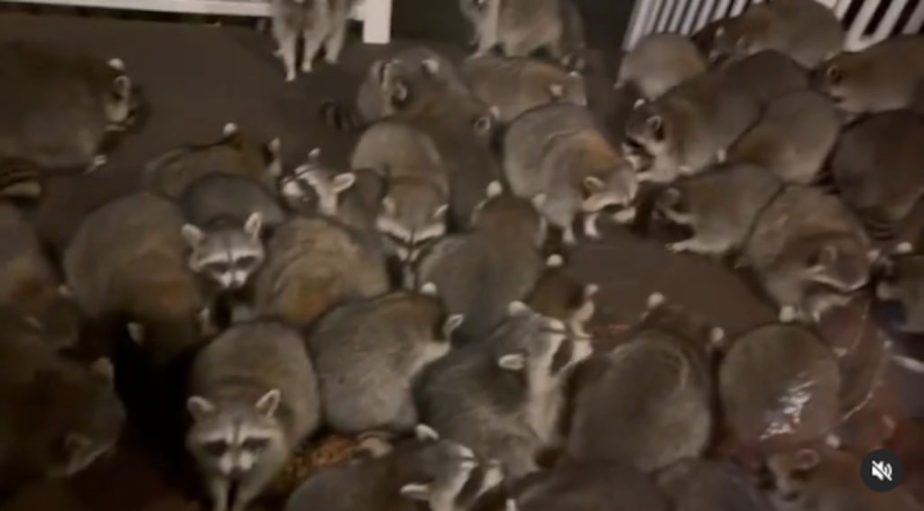 Horde Of 60+ Raccoons Swarm Man's Porch For Handouts