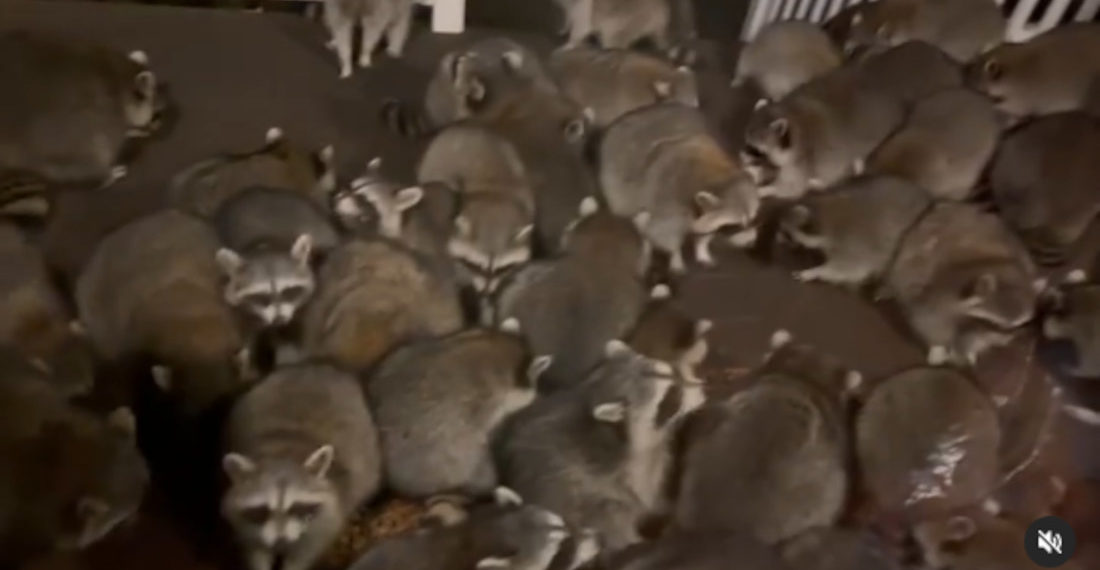 Horde Of 60+ Raccoons Swarm Man’s Porch For Handouts