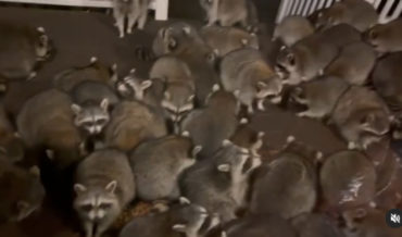 Horde Of 60+ Raccoons Swarm Man’s Porch For Handouts
