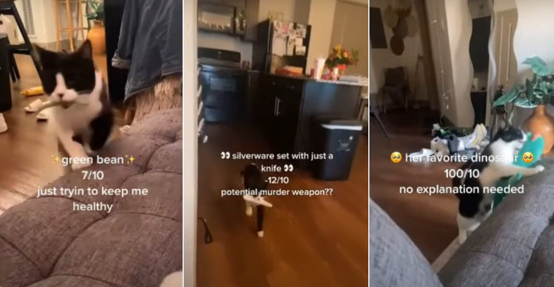 Owner Rates The Random Objects Her Cat Brings Her