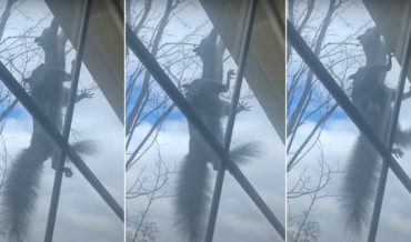 Squirrel Hanging From Another Squirrel Hanging From Rain Gutter