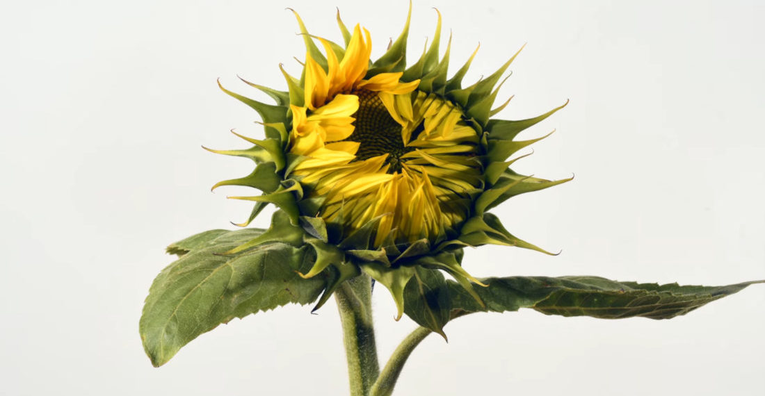 Timelapse Of Sunflowers Blooming Over Ten Days