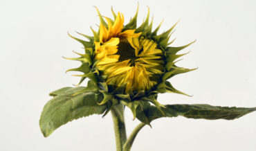 Timelapse Of Sunflowers Blooming Over Ten Days