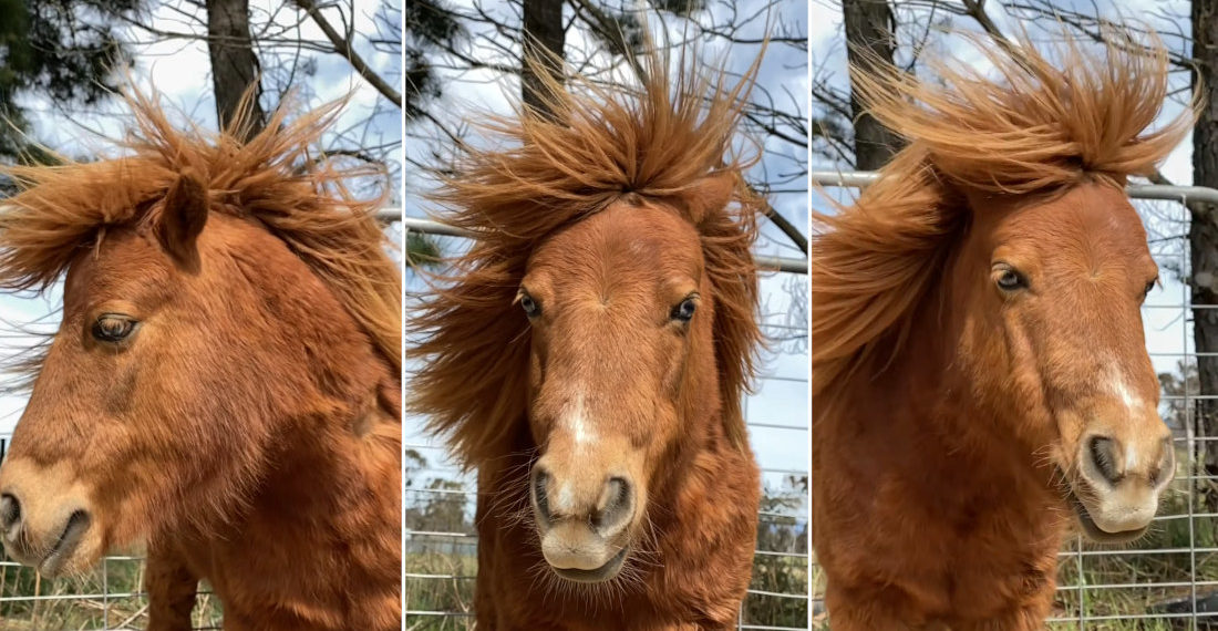 What A Mane!: Miniature Pony Poses Like A Supermodel In Slow Motion