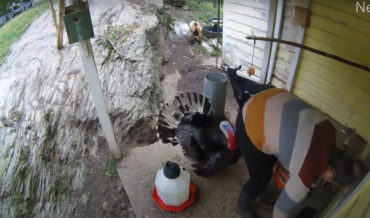 Stevie The Pet Turkey Pecks Owner In Butt