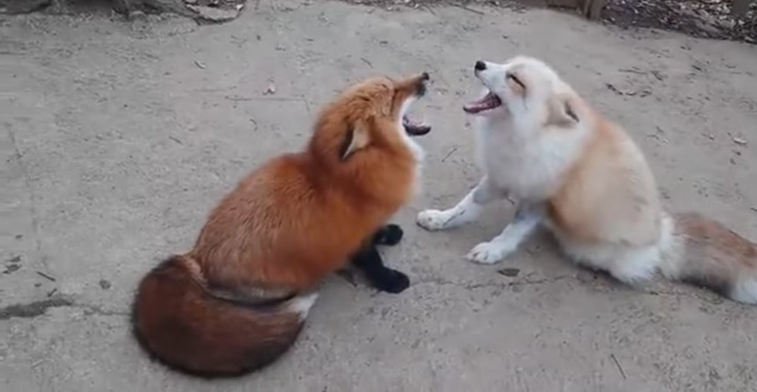 Two Wild Foxes Vocalize In Harmony