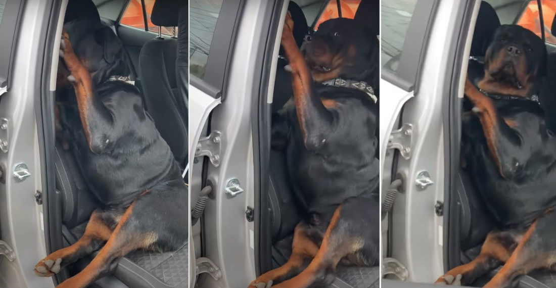 Vinny The Rottweiler Ain’t Getting Out Of The Car