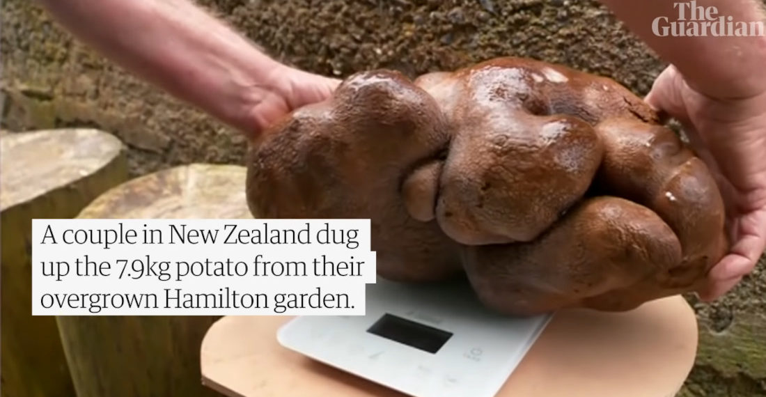 New Zealand Couple Discover Record-Breaking 17.4-Pound Potato