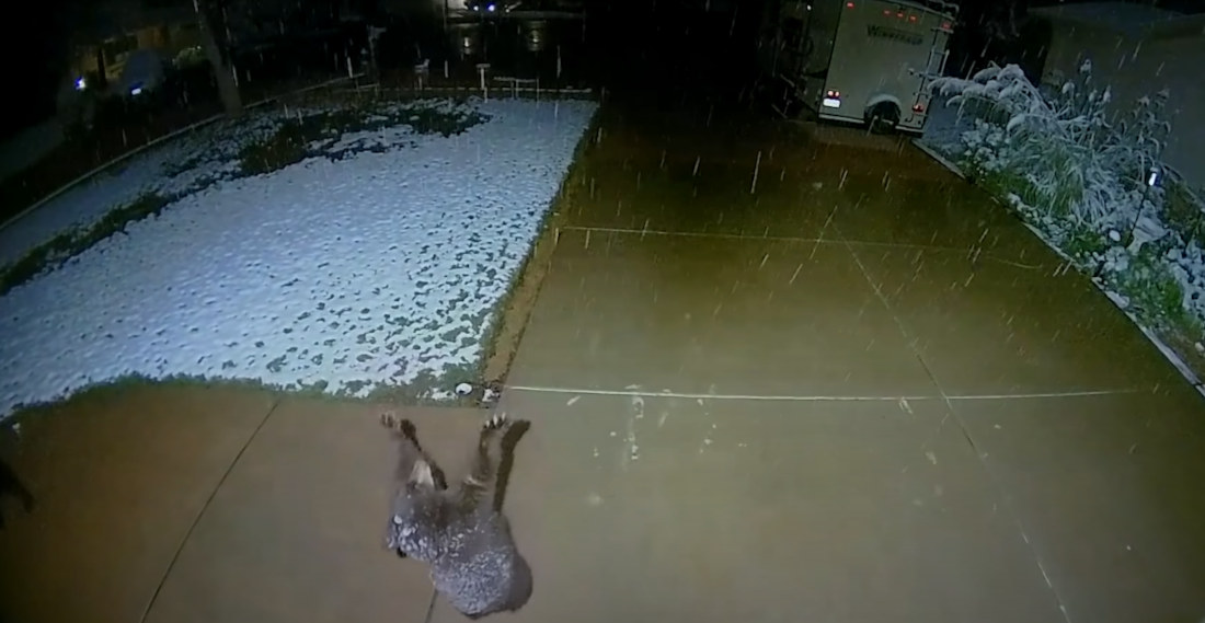 Home Security Cam Catches Baby Bear Stopping To Catch Snowflakes
