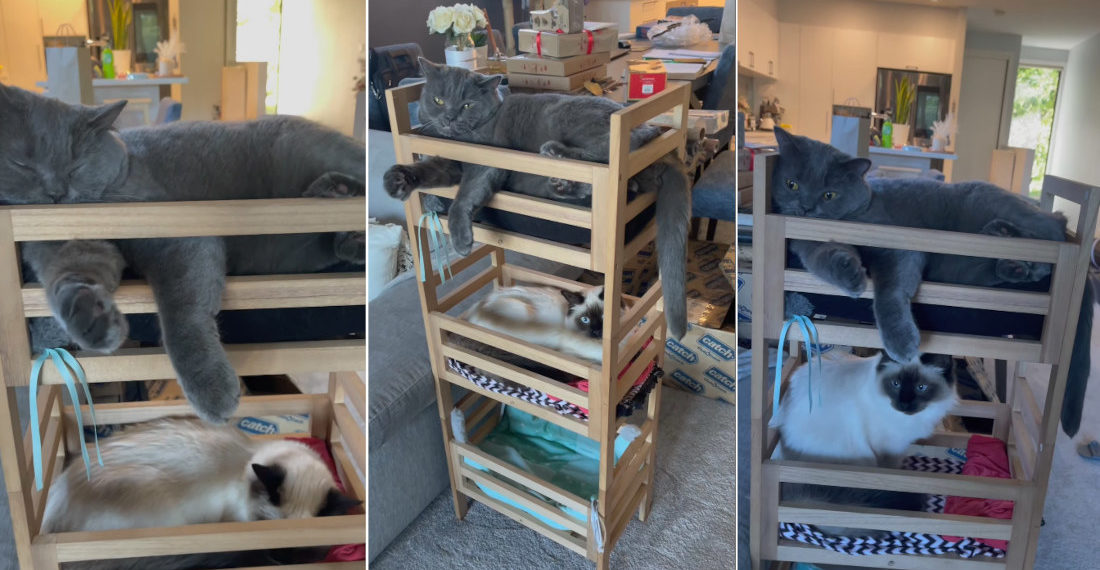 Awww: Cats Turn Plant Shelves Into Bunk Beds