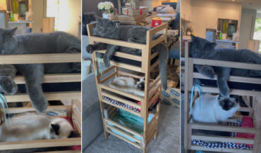 Awww: Cats Turn Plant Shelves Into Bunk Beds