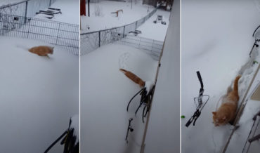 Cat Regrets Going Out In High Snow