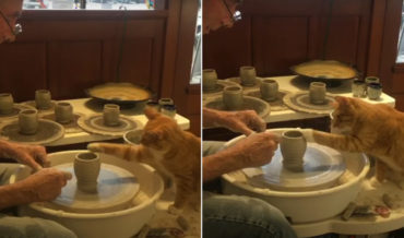 Cat Helps Shape Cup On Potter’s Wheel