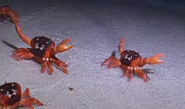 Red Crabs Perform Freaky Deaky Dance To Shake Their Eggs Out