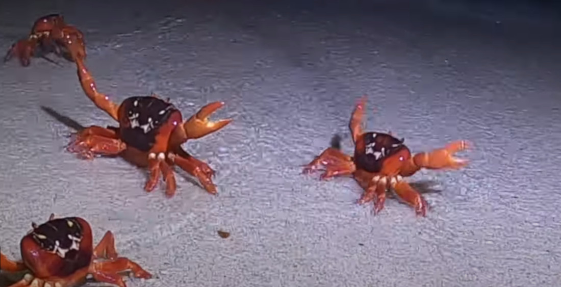 Red Crabs Perform Freaky Deaky Dance To Shake Their Eggs Out