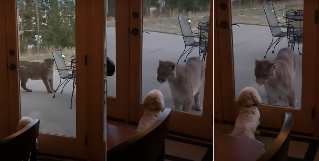 Little Dog Goes Nose To Nose With Mountain Lion Through Glass Door