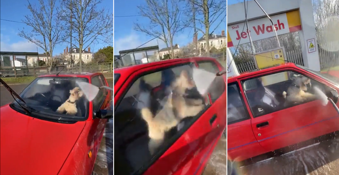 Dog Intensely Chases Water Stream From Inside Car Owner Is Washing
