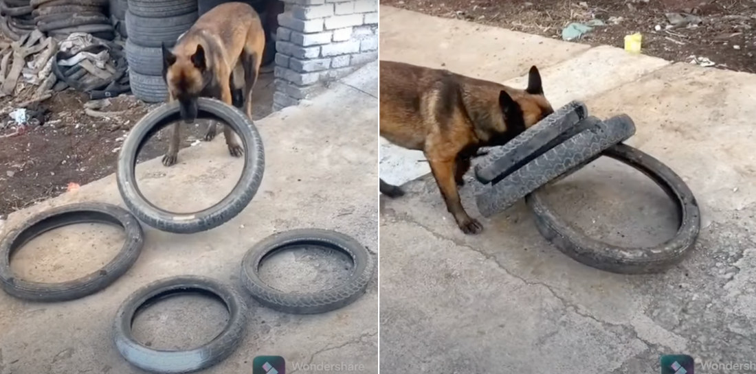 Clever Boy: Dog Figures Out How To Pick Up Four Tires At Once