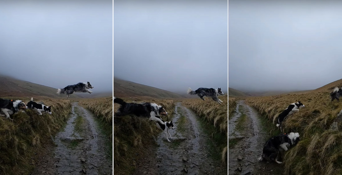 Three Dogs Jump Across Road In Three Different Styles