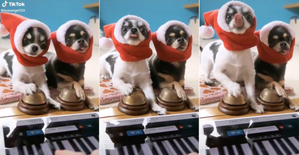 Awww Two Dogs Ring Bells To Help Perform 'Jingle Bells' borninspace