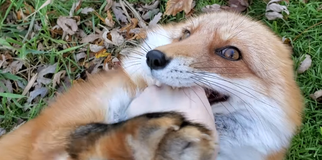 Do Me Next!: Fox Laughs While Being Tickled