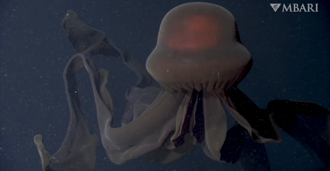 Deep Sea Rover Captures Rare Footage Of Giant Phantom Jellyfish
