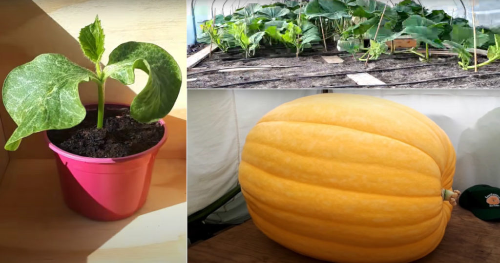 A Surprisingly Fascinating Timelapse Of A 1,300-Pound Pumpkin Growing From Seed