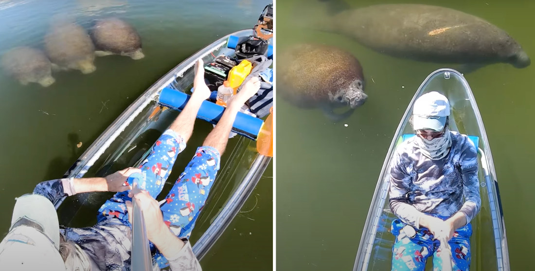 Curious Manatees Watch Man In Clear Canoe