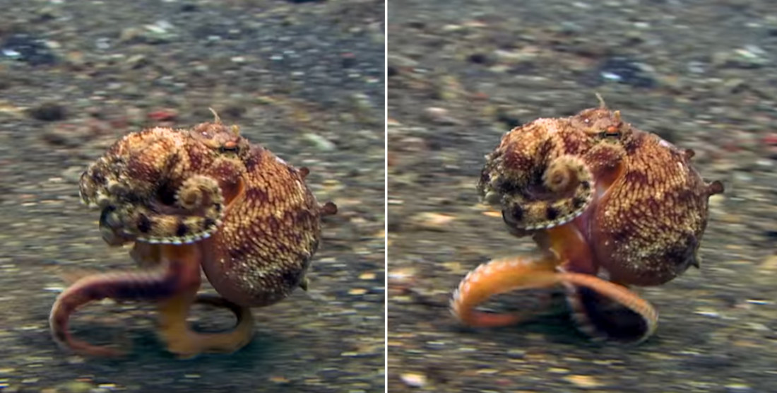 Octopus Uses Tentacles To Run Across Ocean Floor