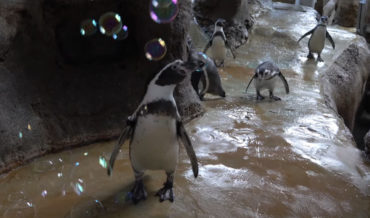 Zoo Penguins Pop Bubbles