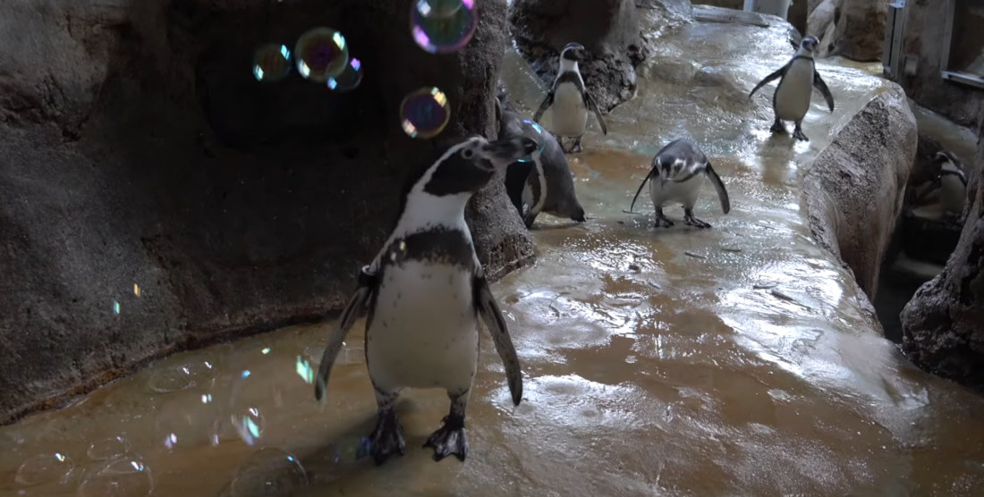 Zoo Penguins Pop Bubbles