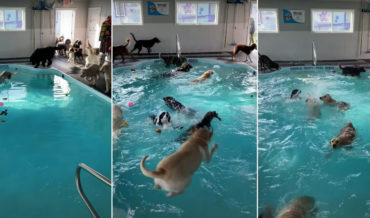Pool Time At Doggy Daycare