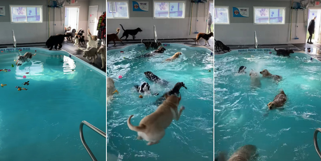 Pool Time At Doggy Daycare