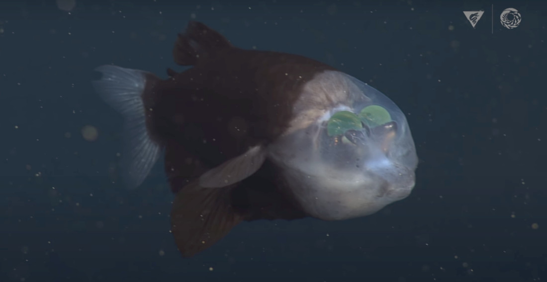 Incredible Footage Of A Transparent-Headed Barreleye Fish