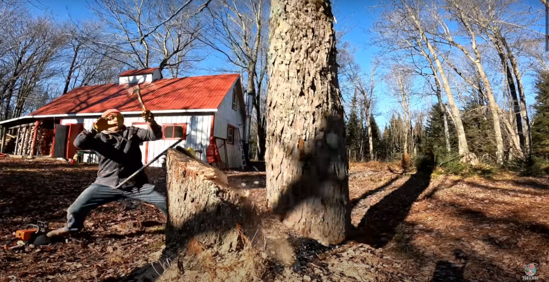 Tree Attempts Last Second Revenge On Man Cutting It Down