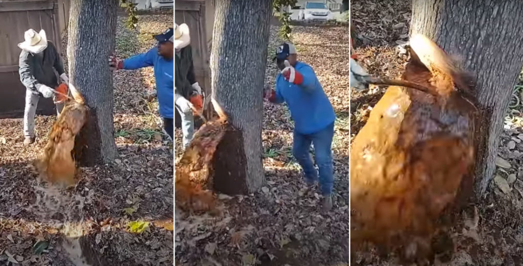 We Have A Gusher!: Water Pours Out Of Tree While Cutting It Down