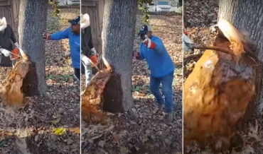 We Have A Gusher!: Water Pours Out Of Tree While Cutting It Down