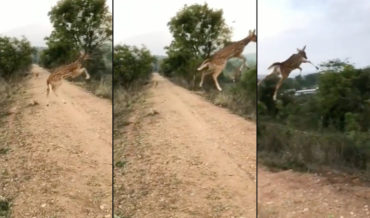 To Infinity And Beyond!: Young Deer Appears To Perform Airwalk During Massive Jump