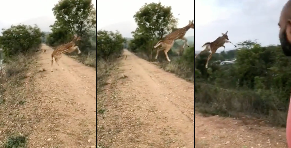 To Infinity And Beyond!: Young Deer Appears To Perform Airwalk During Massive Jump