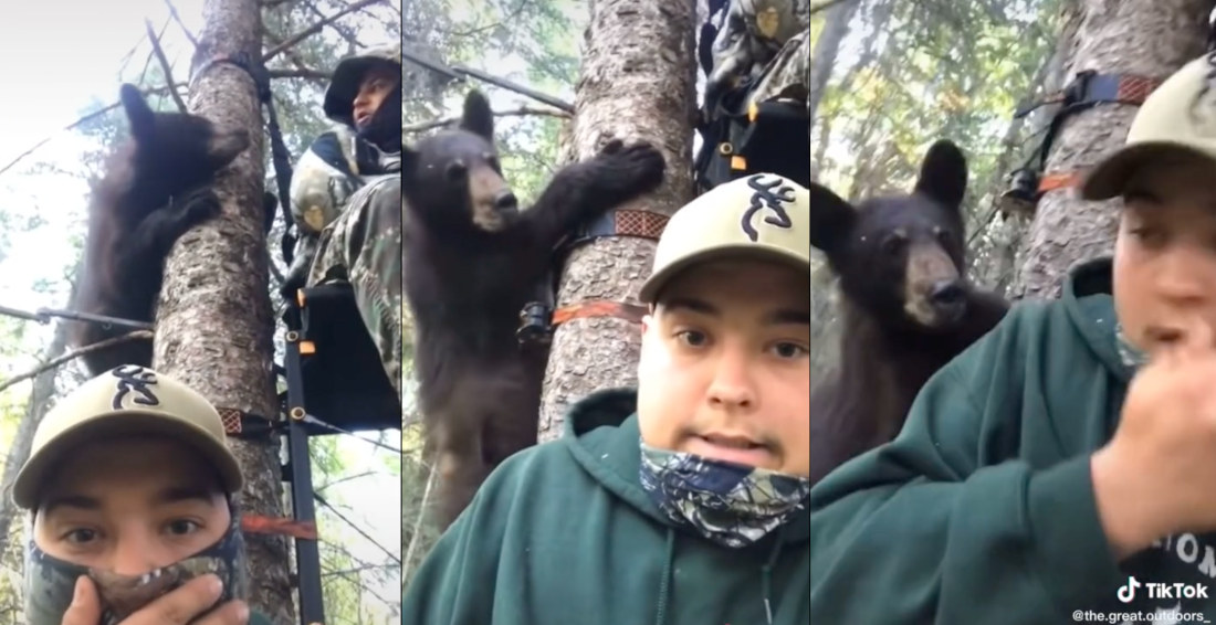 Yikes: Bear Chased Up Tree With Two Hunters In It
