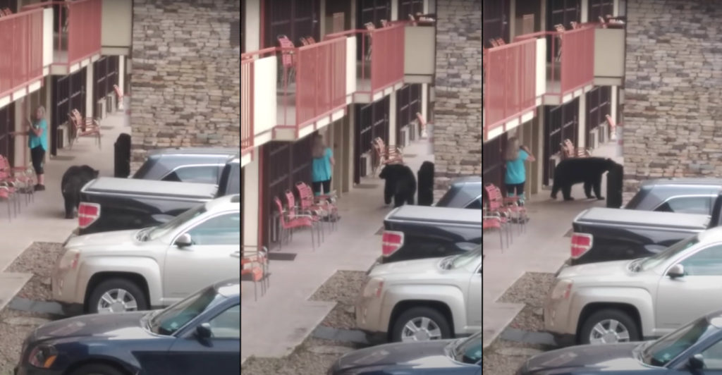 Bear Casually Strolls Up To Woman At Motel