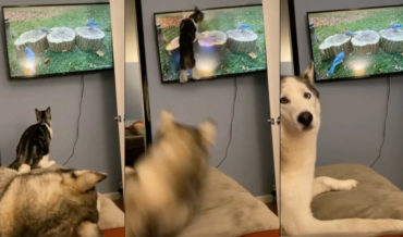Cat Attacks Birds On Television, Startling Husky