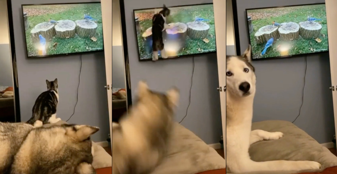 Cat Attacks Birds On Television, Startling Husky